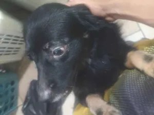 Cachorro raça SRD-ViraLata idade 6 ou mais anos nome Pérola 