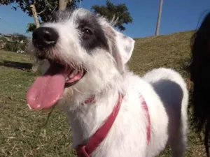 Cachorro raça SRD-ViraLata idade 4 anos nome Zuma