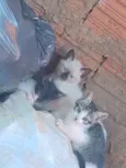 Gatinhas