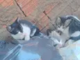 Gatinhas
