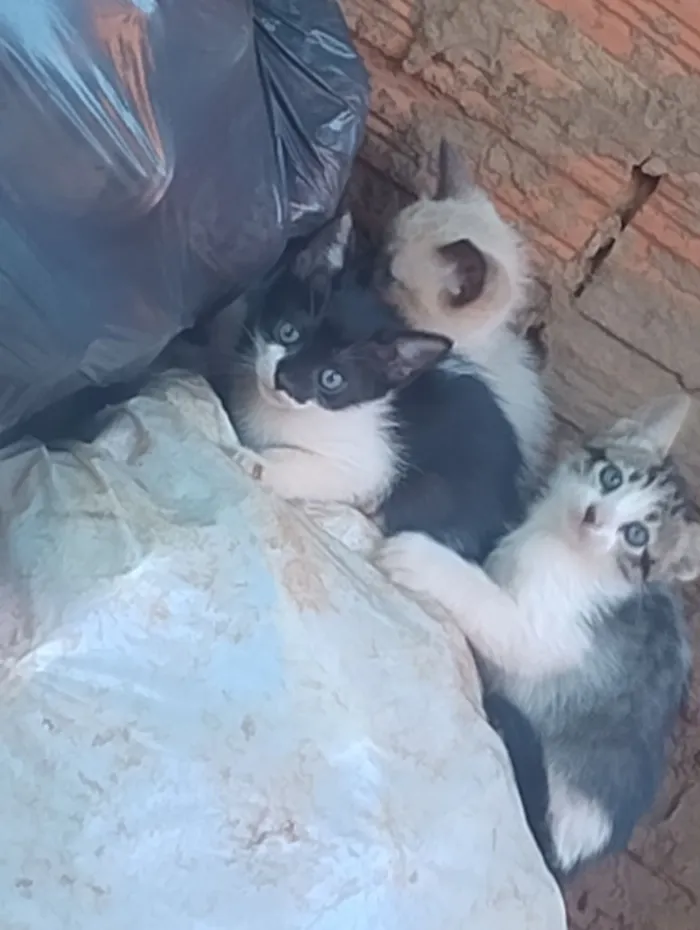 Gato raça SRD-ViraLata idade 2 a 6 meses nome Gatinhas