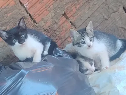 Gato raça SRD-ViraLata idade 2 a 6 meses nome Gatinhas