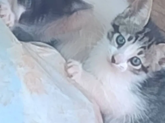Gato raça SRD-ViraLata idade 2 a 6 meses nome Gatinhas