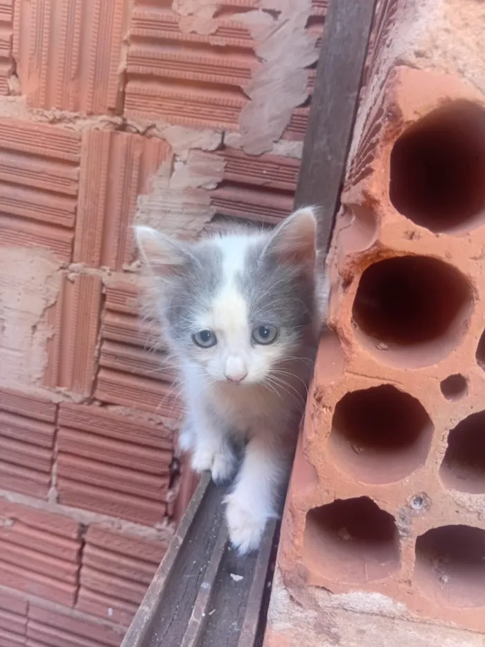 Gato raça SRD-ViraLata idade 2 a 6 meses nome Gatinhas