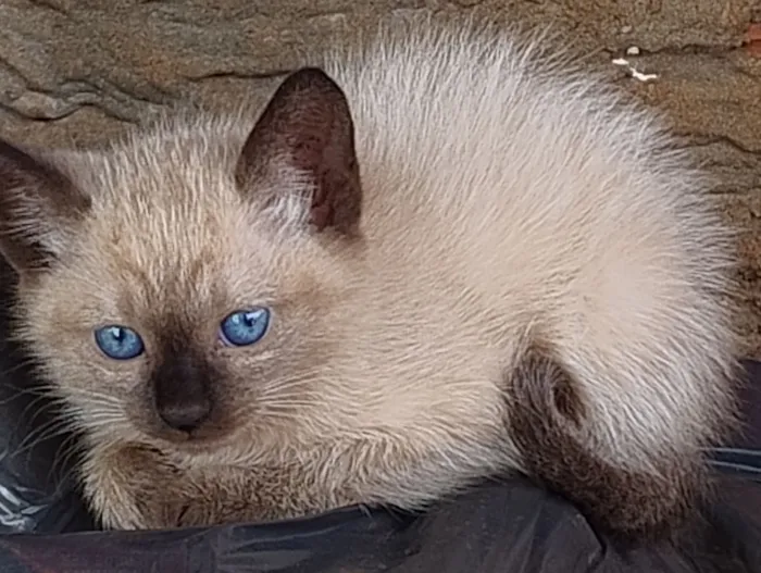 Gato raça SRD-ViraLata idade 2 a 6 meses nome Gatinhas