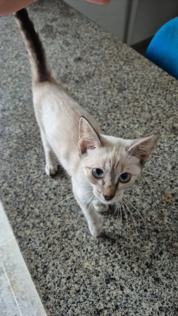 Gato raça Siamês idade 2 a 6 meses nome Hope