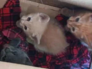 Gato raça SRD-ViraLata idade Abaixo de 2 meses nome não há nome ainda