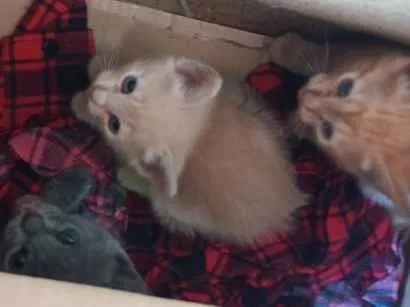 Gato raça SRD-ViraLata idade Abaixo de 2 meses nome não há nome ainda