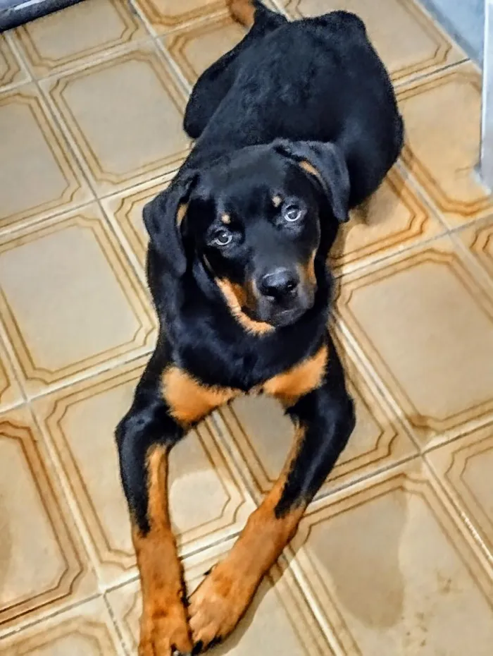 Cachorro raça Rottweiler idade 7 a 11 meses nome Hunter