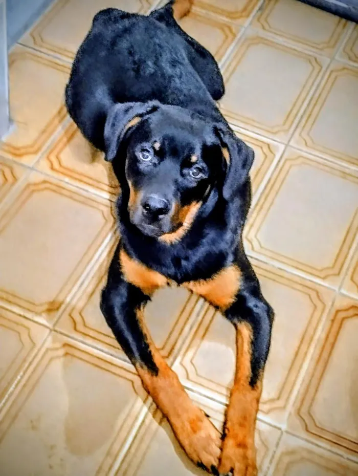 Cachorro raça Rottweiler idade 7 a 11 meses nome Hunter