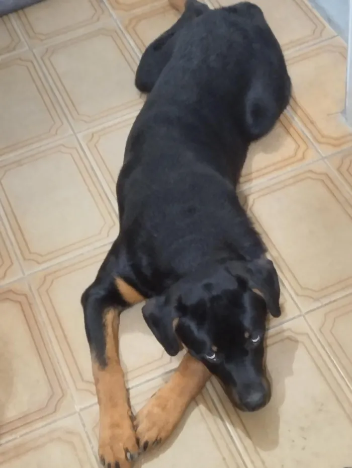 Cachorro raça Rottweiler idade 7 a 11 meses nome Hunter