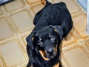 Cachorro raça Rottweiler idade 7 a 11 meses nome Hunter