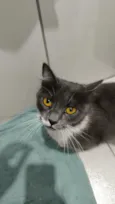 Lua