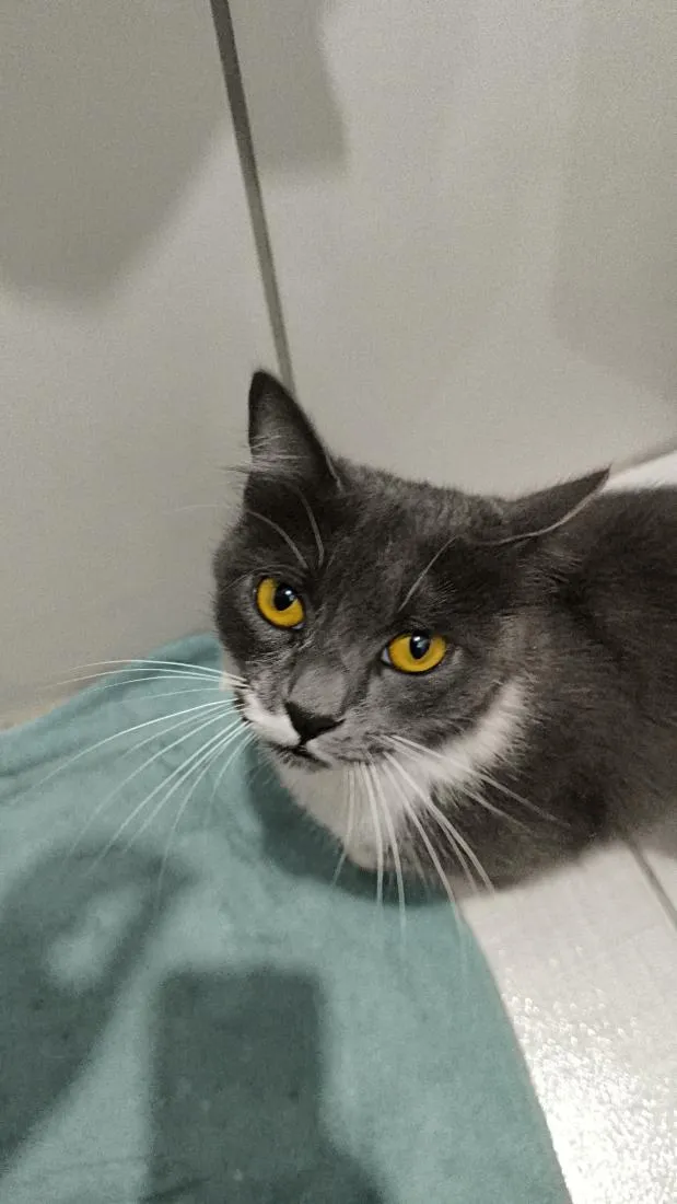 Gato raça SRD-ViraLata idade 7 a 11 meses nome Lua