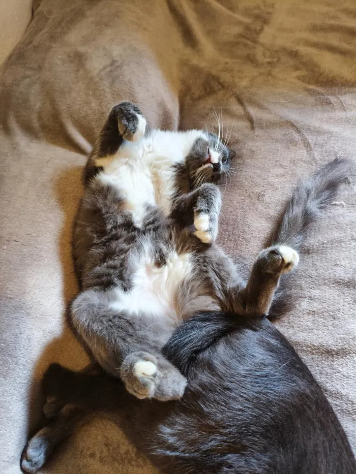 Gato raça SRD-ViraLata idade 7 a 11 meses nome Lua