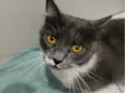 Lua