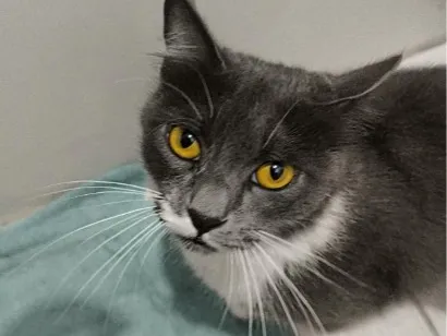 Gato raça SRD-ViraLata idade 7 a 11 meses nome Lua