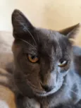 Ares