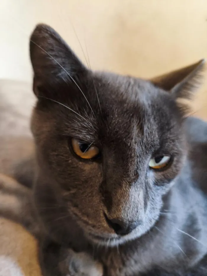 Gato raça SRD-ViraLata idade 7 a 11 meses nome Ares