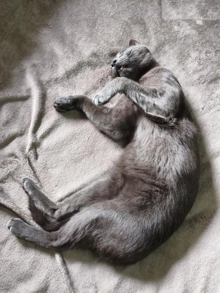 Gato raça SRD-ViraLata idade 7 a 11 meses nome Ares