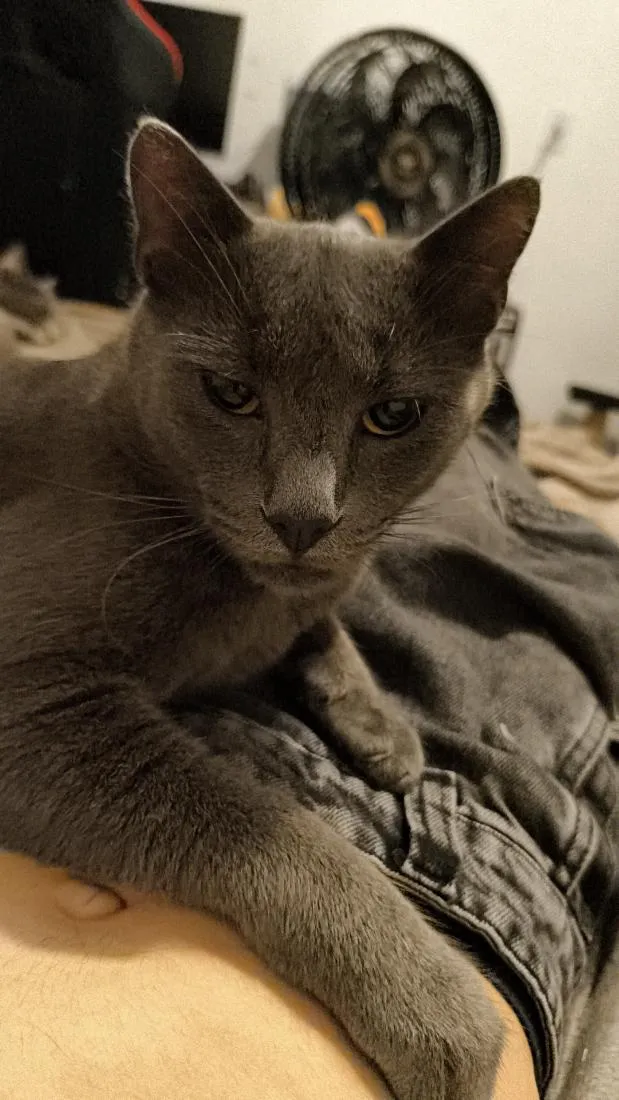 Gato raça SRD-ViraLata idade 7 a 11 meses nome Ares