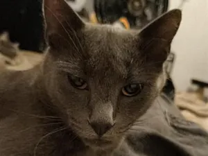Gato raça SRD-ViraLata idade 7 a 11 meses nome Ares