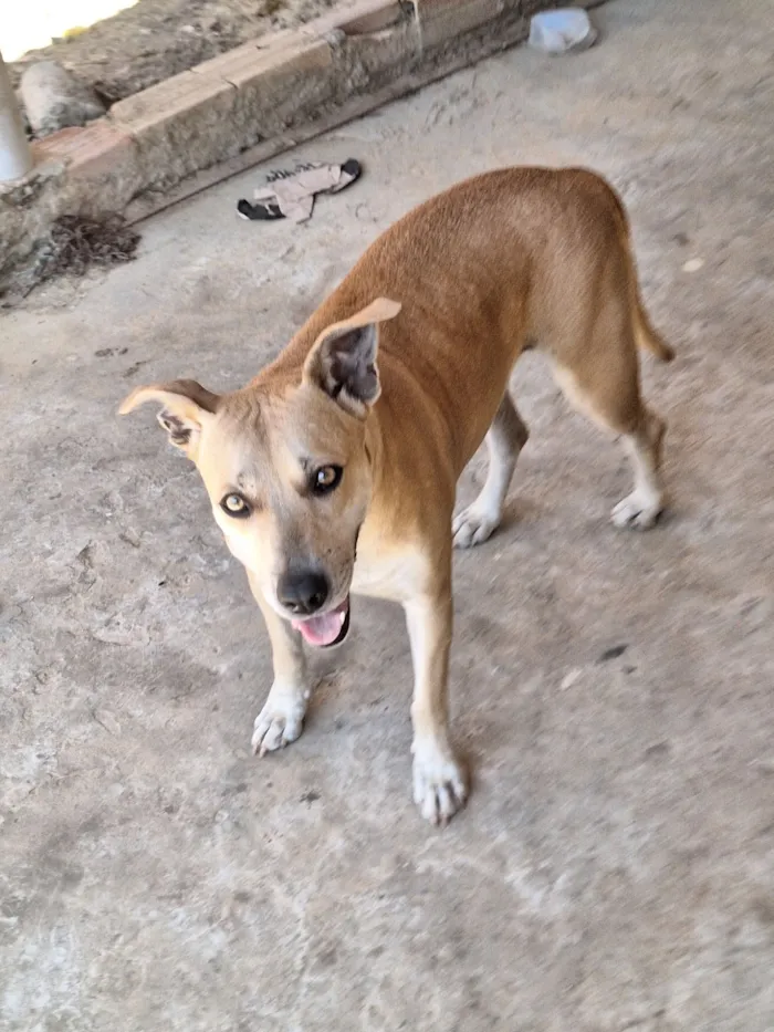 Cachorro raça SRD-ViraLata idade 3 anos nome julie
