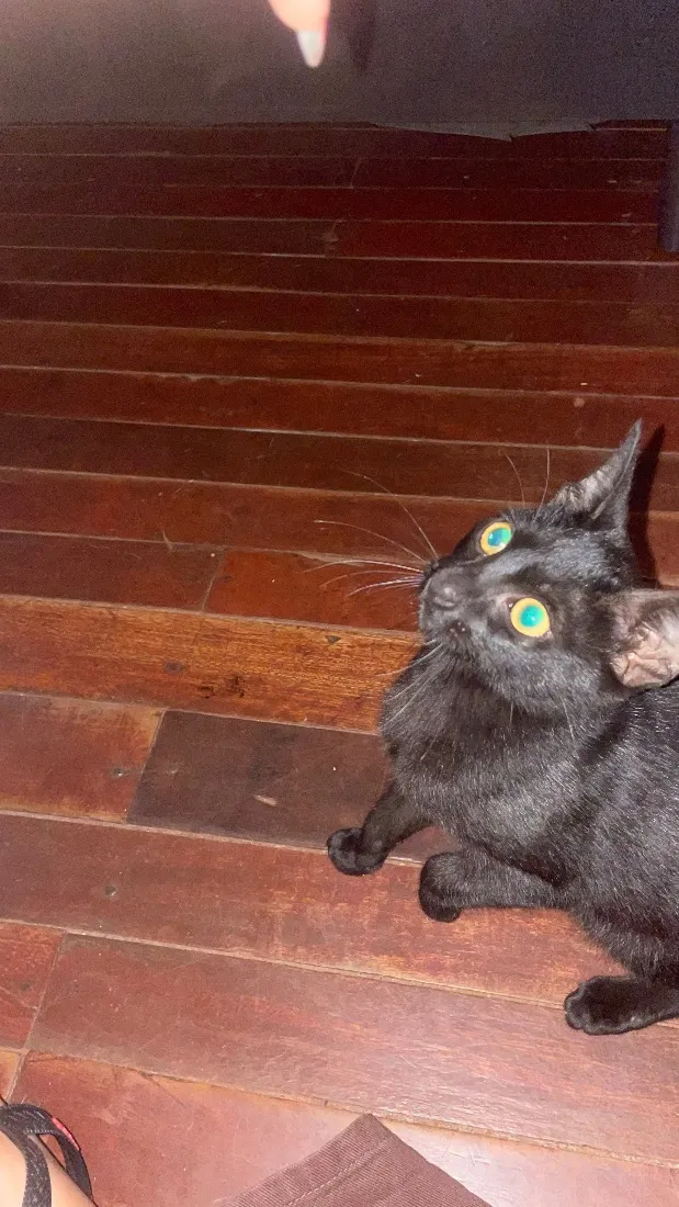 Gato raça SRD-ViraLata idade 2 a 6 meses nome Sem nome 