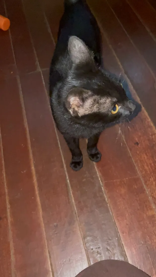 Gato raça SRD-ViraLata idade 2 a 6 meses nome Sem nome 