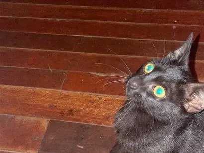 Gato raça SRD-ViraLata idade 2 a 6 meses nome Sem nome 