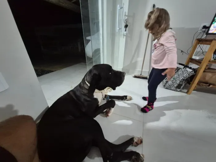 Cachorro raça Dogue Alemão idade 3 anos nome Harley 