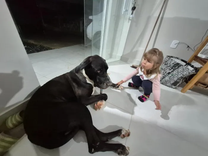 Cachorro raça Dogue Alemão idade 3 anos nome Harley 