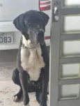 Harley 