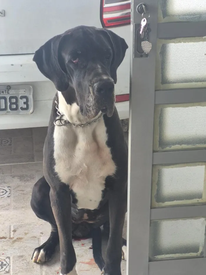 Cachorro raça Dogue Alemão idade 3 anos nome Harley 