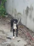 Harley 