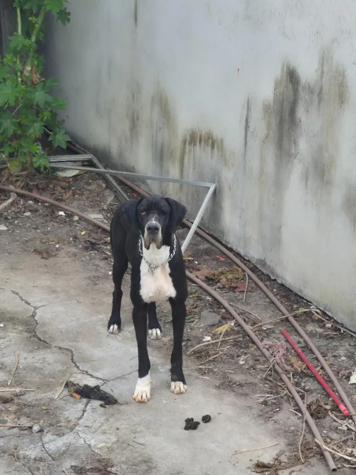 Cachorro raça Dogue Alemão idade 3 anos nome Harley 