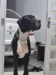 Harley 