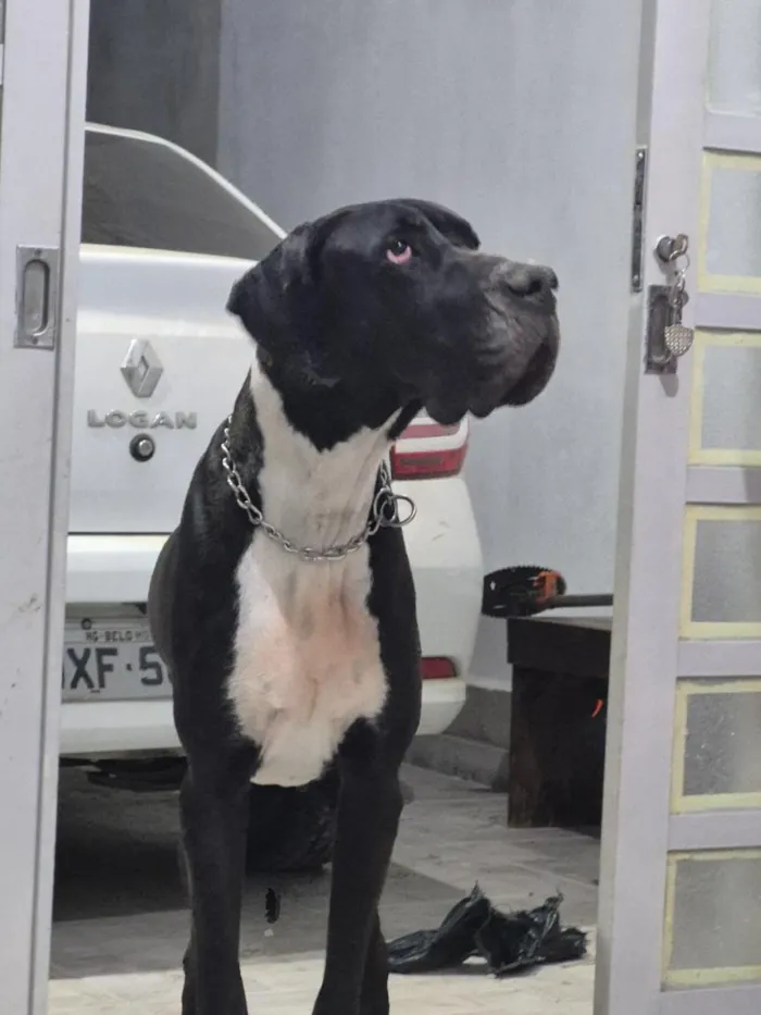 Cachorro raça Dogue Alemão idade 3 anos nome Harley 