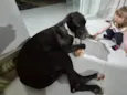 Harley 