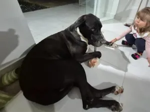 Cachorro raça Dogue Alemão idade 3 anos nome Harley 