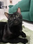 Nico
