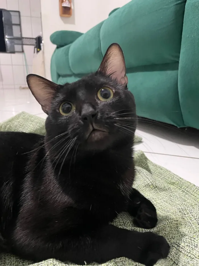 Gato raça SRD-ViraLata idade 7 a 11 meses nome Nico