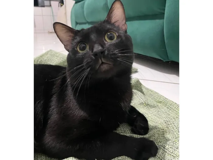 Gato raça SRD-ViraLata idade 7 a 11 meses nome Nico