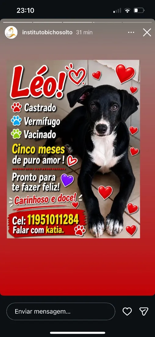 Cachorro raça SRD-ViraLata idade 2 a 6 meses nome Léo