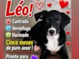 Léo