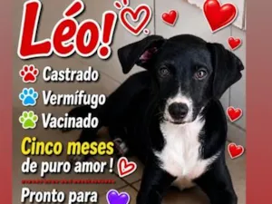 Cachorro raça SRD-ViraLata idade 2 a 6 meses nome Léo