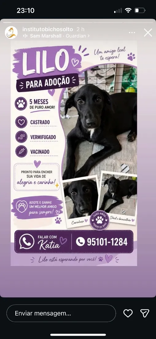 Cachorro raça SRD-ViraLata idade 2 a 6 meses nome Lilo