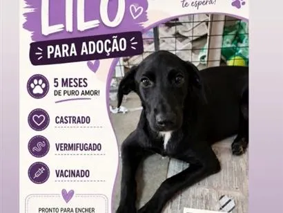 Cachorro raça SRD-ViraLata idade 2 a 6 meses nome Lilo