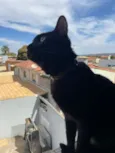 Nico