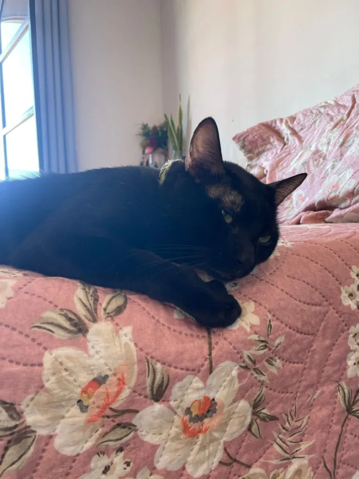 Gato raça SRD-ViraLata idade 7 a 11 meses nome Nico